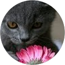 Susanna Smith profile picture